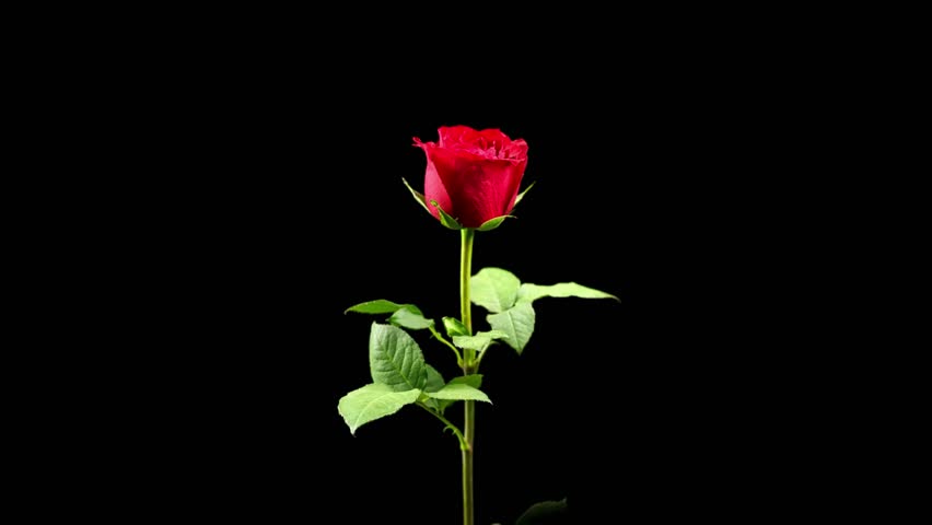 Time-lapse of dying red rose 4K

