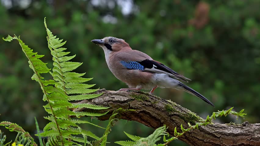 Eurasian jay or European jay (Garrulus glandarius or Corvus glandarius) perched on tree branch and flying away in forest