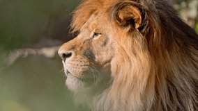 Portrait of a Beautiful lion looking away. 4K Slow motion video - Powered by Shutterstock - Get 15% off with code: PIKWIZARD15