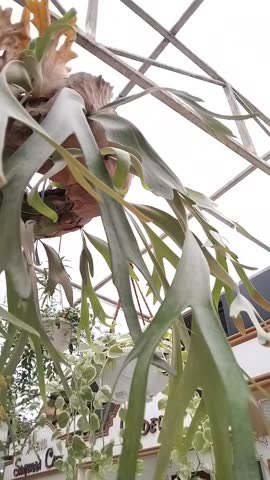 orchid plants hanging in tall pots