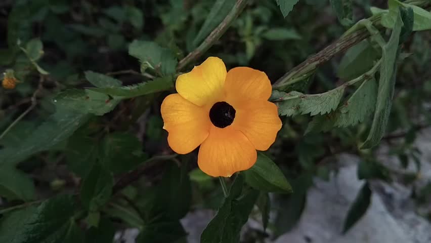 Yellow flowers of Thunbergia alata