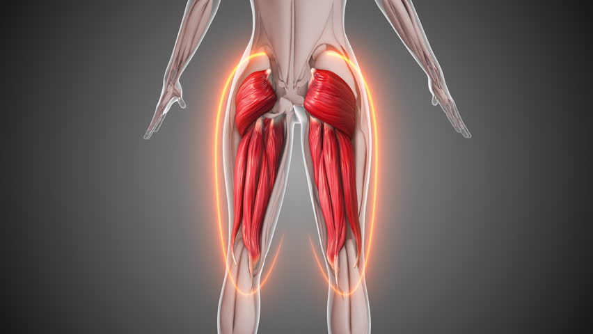 Animation of the hamstring and gluteus muscles