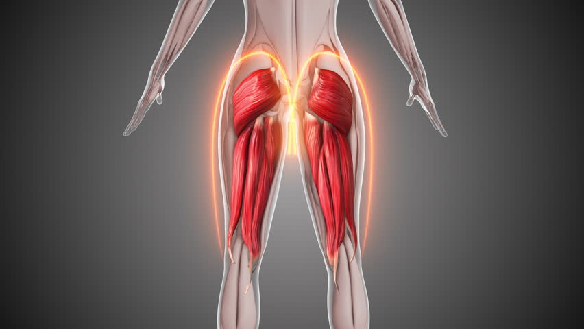 Animation of the hamstring and gluteus muscles