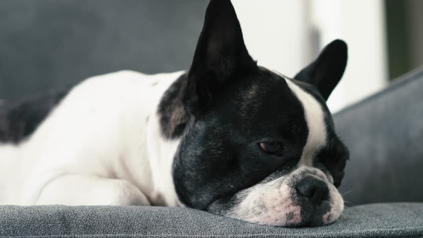 Portrait of a cute sleepy French bulldog lying on the couch