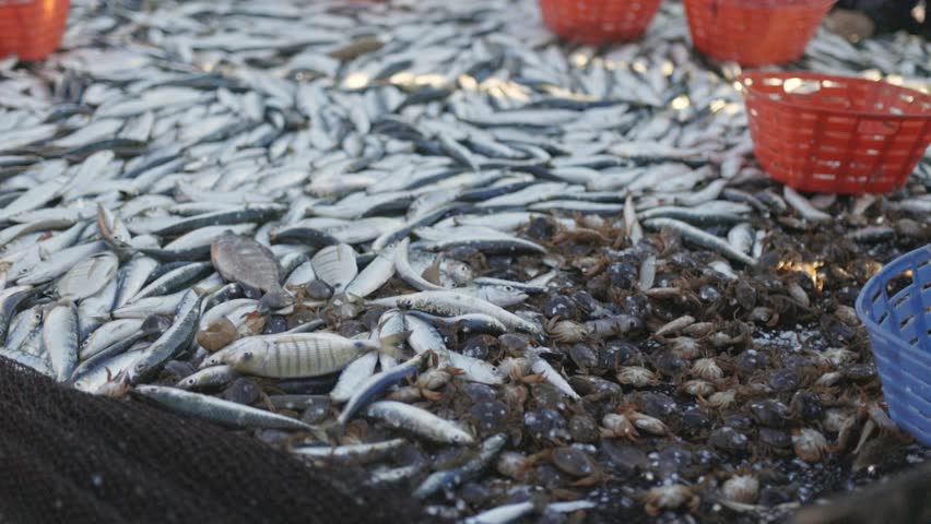 Fishing industry - a pile of fish and crabs are on a table