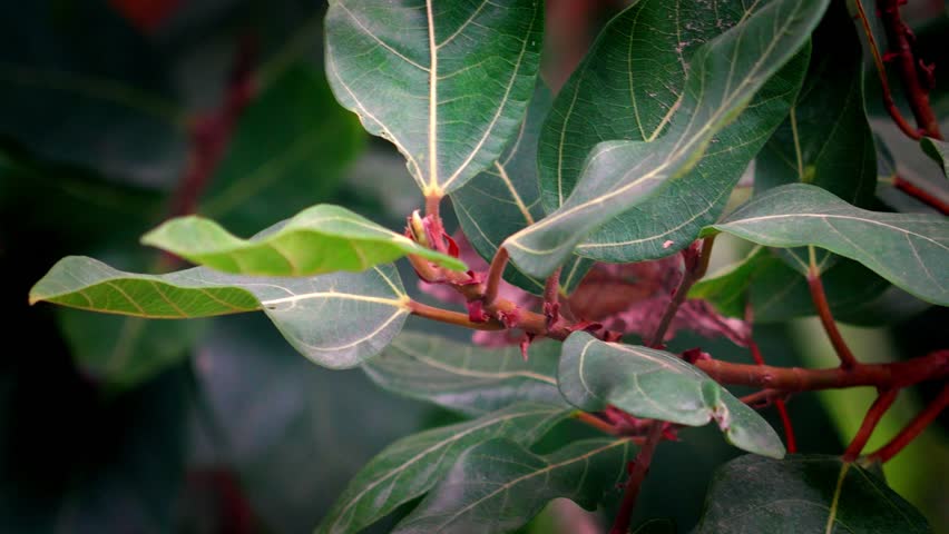Macro Shot of Lovely Palnt in the Garden