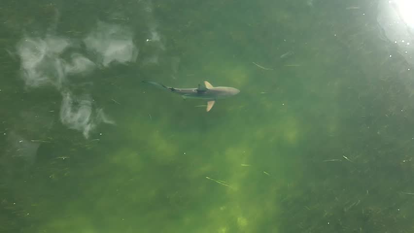 Small Bull Shark swimming in Florida shallows (1080p 60fps).