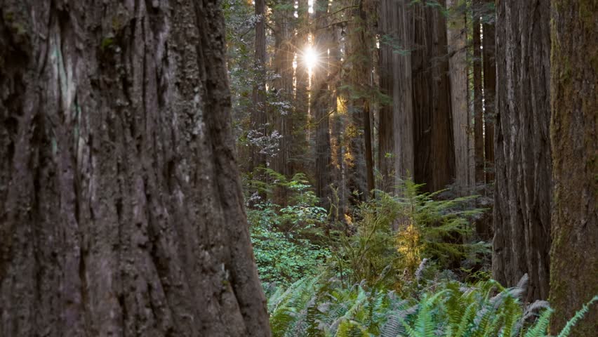 Morning sun breaks through trunks of giant redwood trees. Redwood National Park, California, United States. Gimbal shot, 4K
