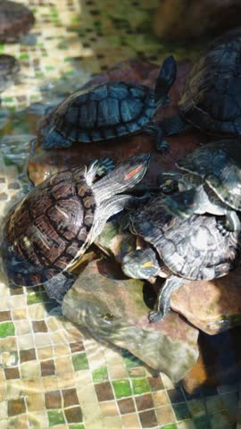 Baby turtles in a breeding pond. Vertical video with turtles