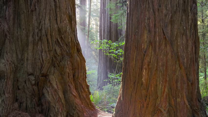 Camera moves between trunks of two huge redwood trees in Redwood National Park, California. Sun comes out from behind tree trunk breaking through morning fog. Gimbal high quality HDR shot