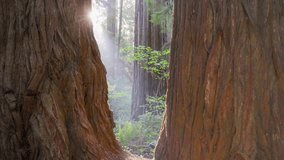 Camera moves between trunks of two huge redwood trees in Redwood National Park, California. Sun comes out from behind tree trunk breaking through morning fog. Gimbal high quality HDR shot - Powered by Shutterstock - Get 15% off with code: PIKWIZARD15