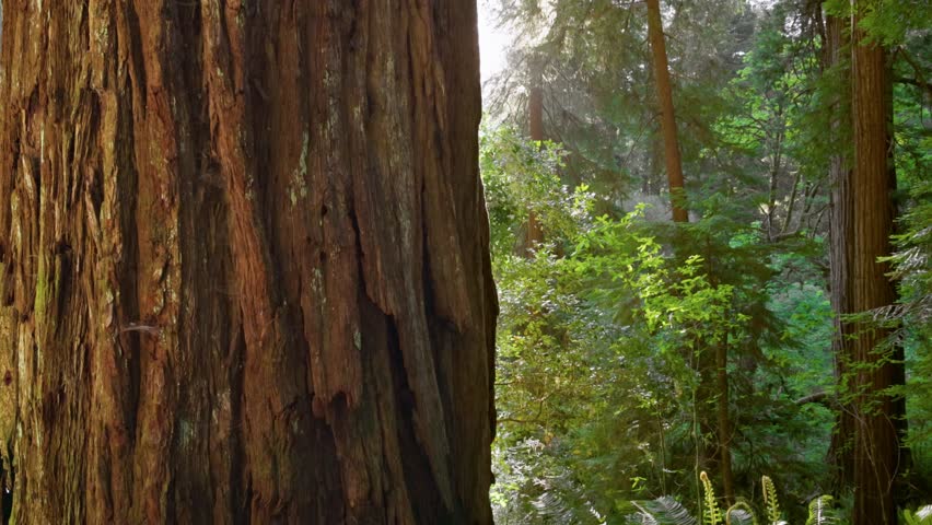Rays of the sun break through from behind huge redwood tree. Bark of large old tree in Redwood National Park, California, USA