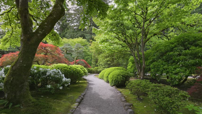 Walking along path in beautiful Japanese garden. Camera moves through lush greenery, rhododendrons and red maple. Zen garden in Japan 