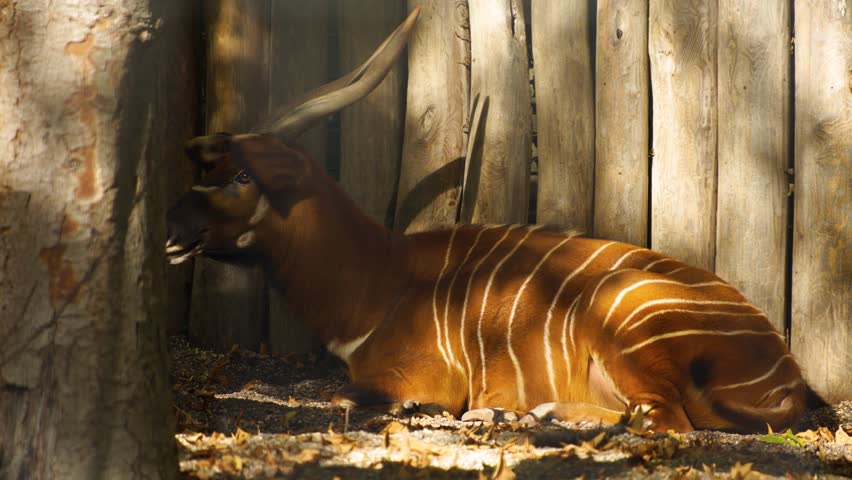 Close up view of a bongo bongo antelope resting and looking around.
