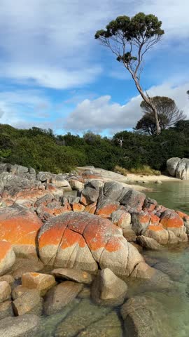 The dense green woods on the rocky shoreline of Maria Island in palawa kani in the Tasman Sea, Tasmania, Australia