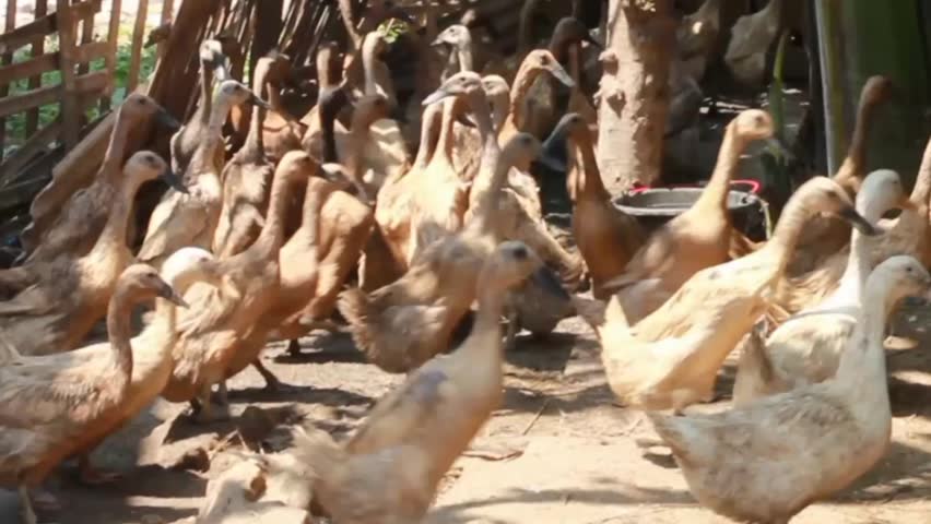 duck farm in indonesia, crowd of ducks in cage.