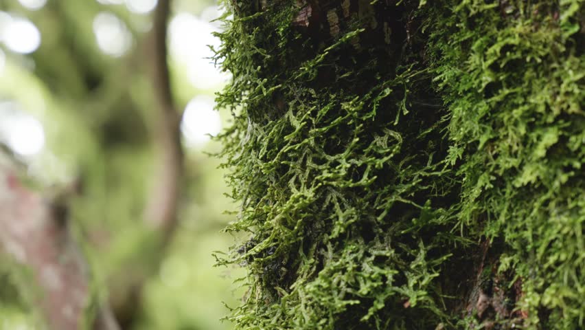 Detail of moss growing on trees in a humid forest, Egmont National Park, Taranaki, New Zealand.