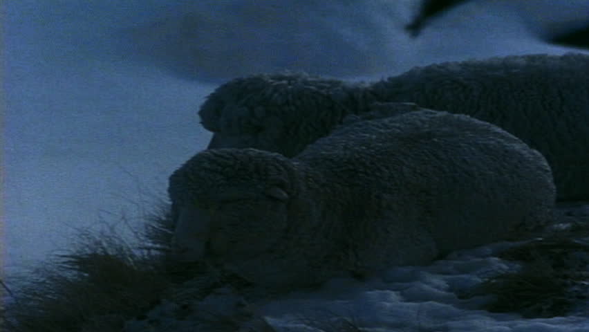 Kea bird and sheep in snow