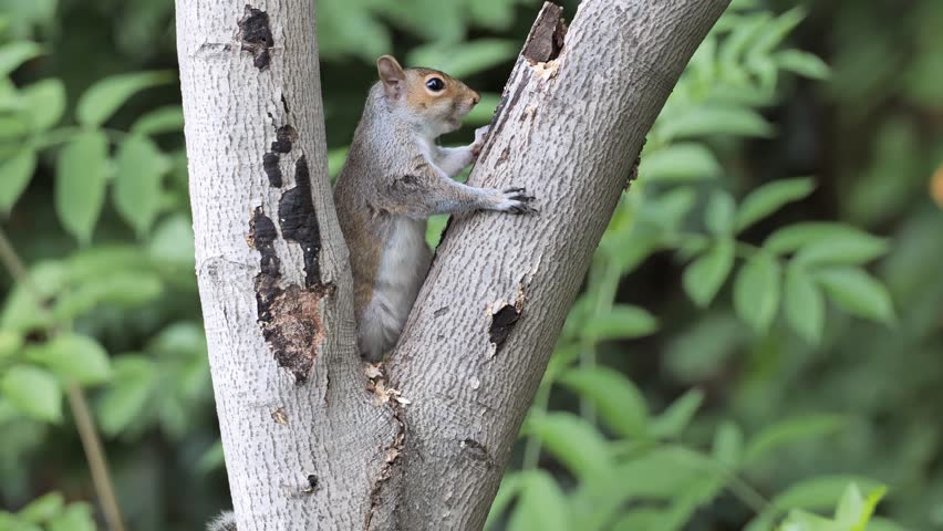 The Gray squirrel or eastern gray squirrel (Sciurus carolinensis) eats on a tree in the forest.