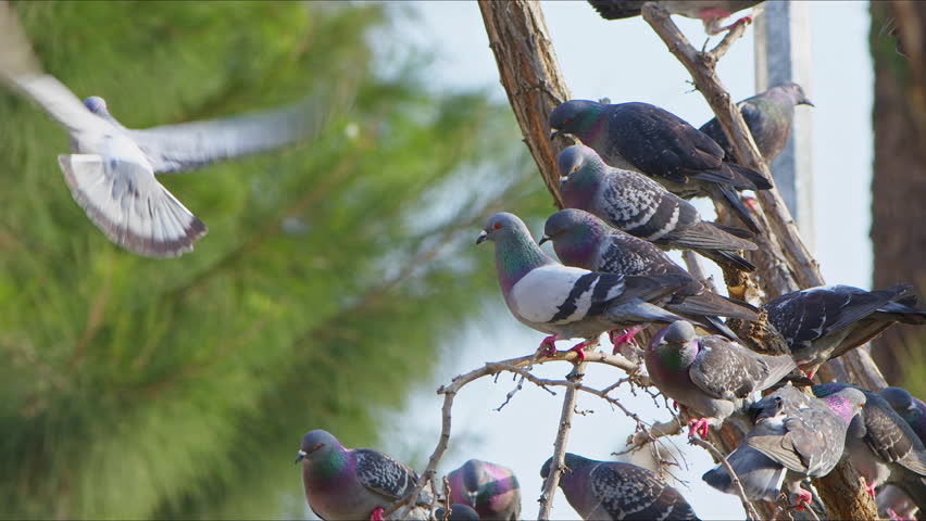 Animal Bird Pigeons Doves on a Tree