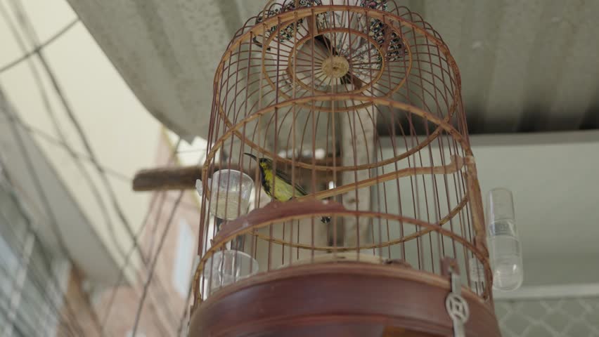 Tiny bird jumping around the hanging cage. Vietnamese outdoor decoration. Animal captivity concept.