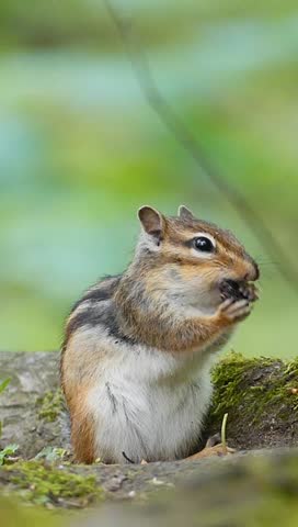 A vertical footage of a Siberian chipmunk stands on a mossy ground eating nut, during daytime in the woods with blur background