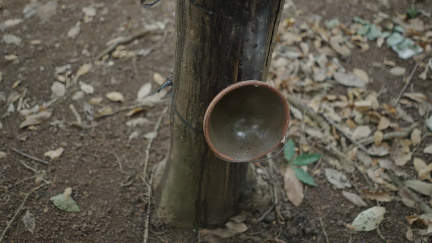 close-up round clay container prepared for rubber extraction in a forest in Vietnam
