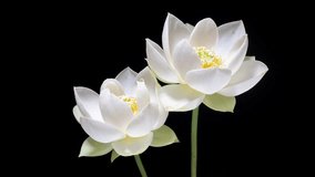 4K time Lapse footage of two blooming white lotus flowers from buds to full blossom then back to buds isolated on black background, close up b roll studio shot. - Powered by Shutterstock - Get 15% off with code: PIKWIZARD15