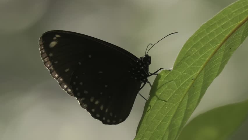 A closeup side-view of double-branded crow butterfly stands on a green plant leaf on a sunny day with blur background