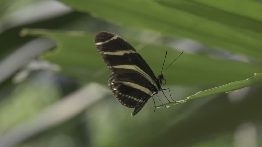 A shallow focus side view of zebra longwing butterfly stands on a green plant leaf on a sunny day with blur background