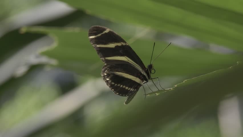 A shallow focus side view of zebra longwing butterfly stands on a green plant leaf on a sunny day with blur background
