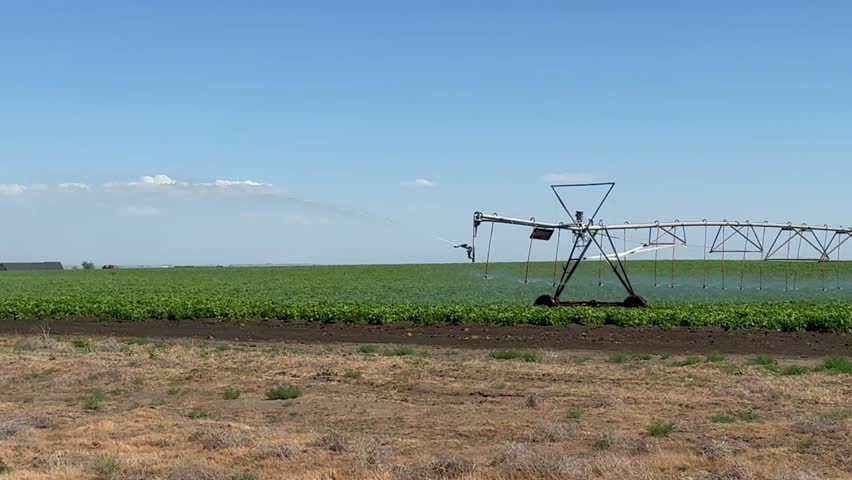 Pivot at work in potato field, watering crop for more growth. Center pivot system irrigation. Watering blooming potato in field at farm. Modern irrigation system for land and vegetables growing on it