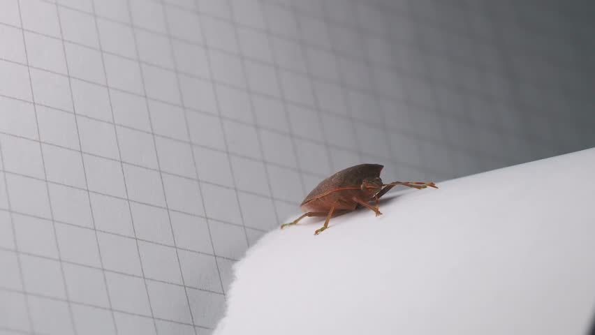 A closeup shot of brown marmorated stink bug crawling on a white paper with graph paper in the background
