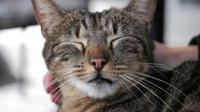 A closeup footage of a female hand petting the head of a sleeping short-hair tabby cat, with blur background - Powered by Shutterstock - Get 15% off with code: PIKWIZARD15