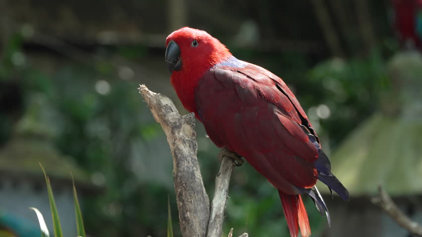 Moluccan Eclectus (Eclectus roratus) Female Parrot Bird Relaxing on a Wooden Branch in Bali Safari and Marine Park in Siangan