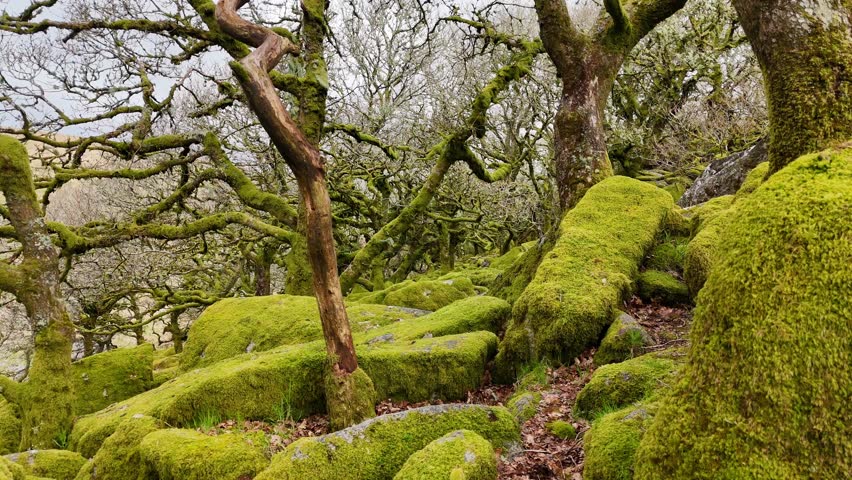 A drone footage of leafless trees and big rocks covered with moss in a forest near Dartmoor in daytime, Devon, England, UK