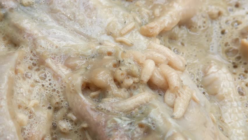 Macro of white maggots in dirty watery food. Dirty food waste that has been left for a long time will bring in garbage maggots. Handheld footage.