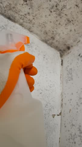Vertical: A gloved hand holding a bottle of disinfectant uses a spray bottle to apply to mold on a wall. Removing mold from walls using a chemical treatment. The problem of dampness in the house