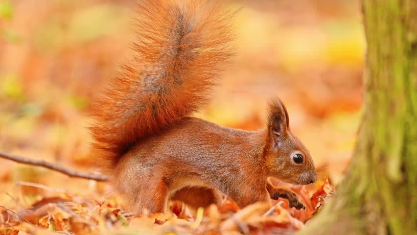 Funny red squirrel burying a nut in the leaves.