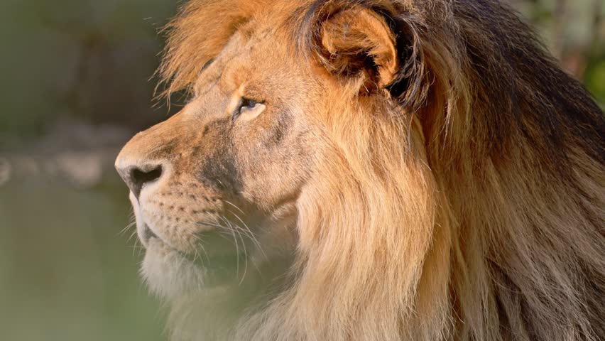 Beautiful powerful ion in the sunlight. 4K Slow motion video