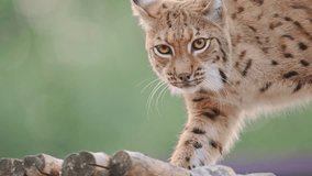 The Eurasian lynx (Lynx lynx), on nature background. - Powered by Shutterstock - Get 15% off with code: PIKWIZARD15