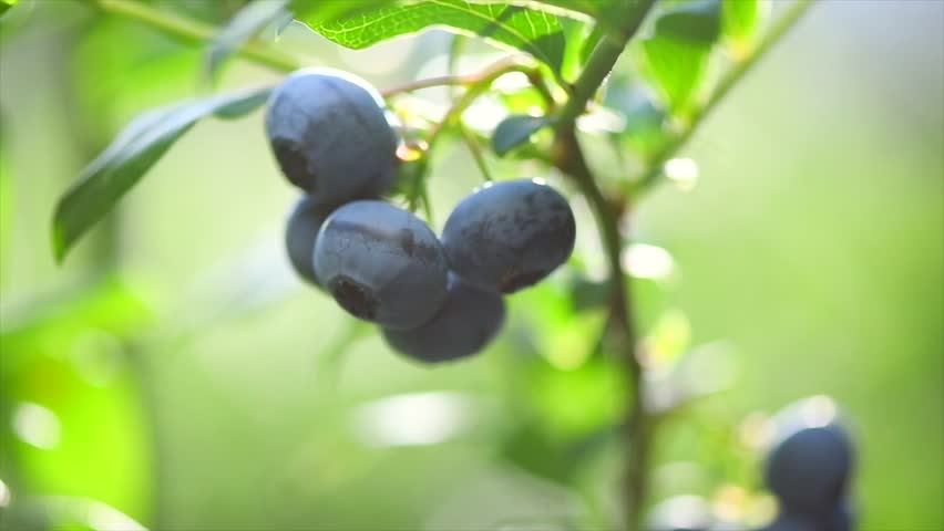 Blueberry. Fresh and ripe organic Blueberries plant growing in a garden. Diet, dieting, healthy vegan food. Blue berry hanging on a branch. Bio, organic, healthy food. Agriculture. Slow motion. 