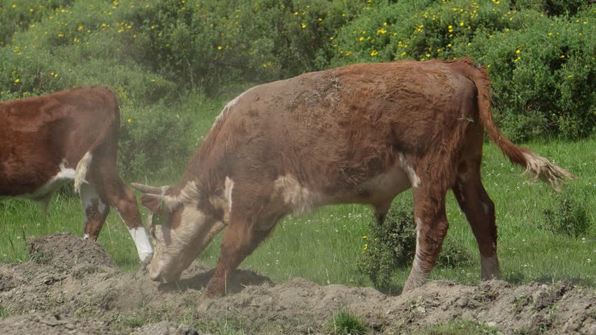 The bull hits his hoof, raising dust, the bull protects himself from insects by covering himself with dust