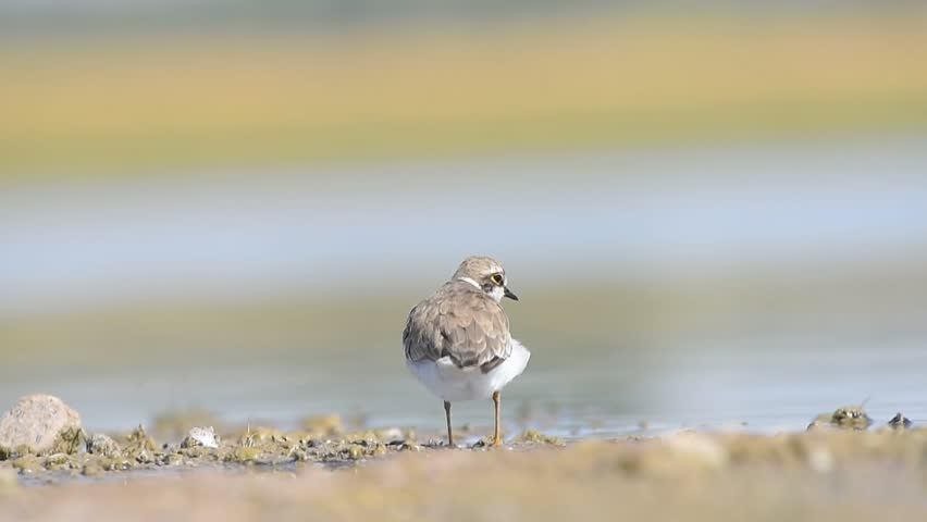 Little Ringed Plover (Charadrius dubius) is a cute species found in many wetlands around the world. It is a common wetland bird in Turkey.