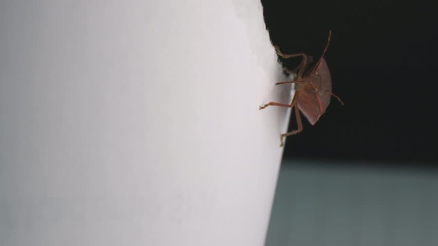 A close-up shot of a shield bug climbing on a paper.