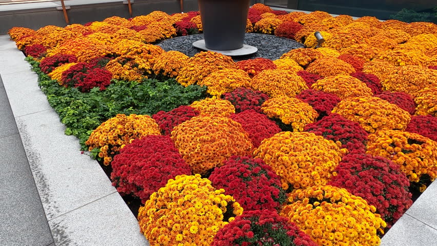 Urban Colorful Flowers Garden At Esplanade Ville-Marie Downtown Montreal