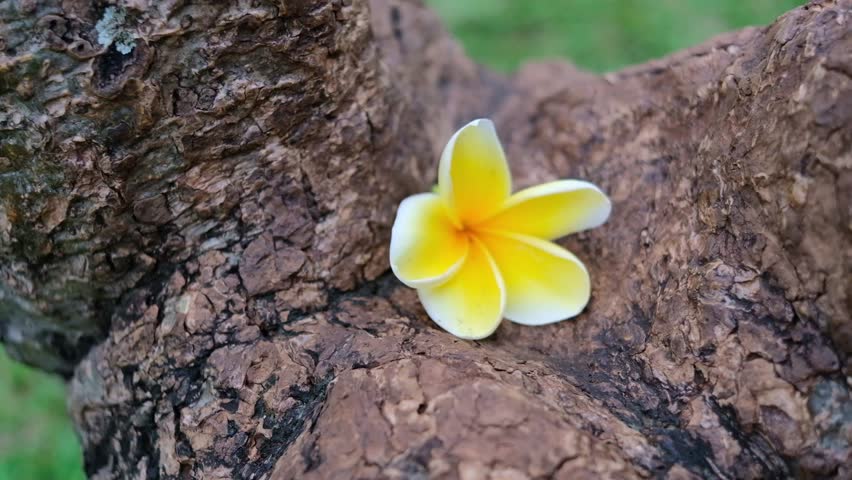 Plumeria alba or what is known as the frangipani flower falls in the trees