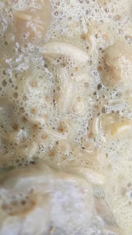 Macro of white maggots in dirty watery food. Dirty food waste that has been left for a long time will bring in garbage maggots. Handheld footage.