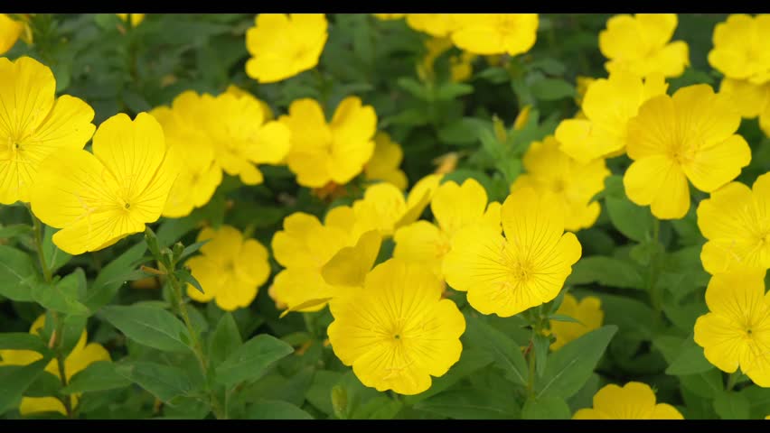 Yellow flowering evening primrose (Oenothera biennis)