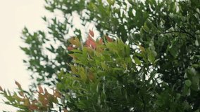 Syzygium Oleana tree with raindrops and blurred background or bokeh effect. Close-up and slow-motion shot. - Powered by Shutterstock - Get 15% off with code: PIKWIZARD15